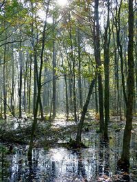 Scenic view of forest