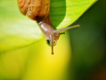 Close-up of snail