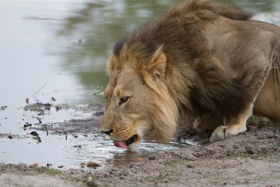 Close-up of lion drinking water in lake