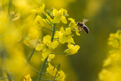 Close-up of bee on yellow flower