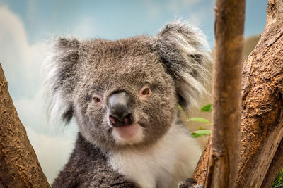 Close-up portrait of an animal