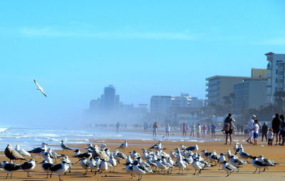 Birds by people at beach in city