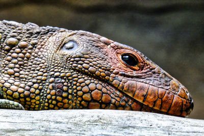 Head of a caiman lizard in close-up.