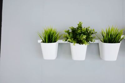 Close-up of potted plant