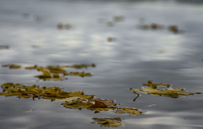 High angle view of leaves floating on lake