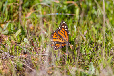 Butterfly perching on grass