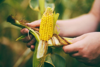 Close-up of hand holding yellow leaf