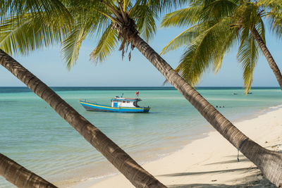 Palm trees at beach against clear sky