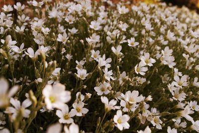 Close-up of flowers blooming outdoors