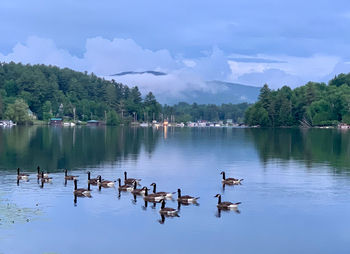 Flock of birds on lake against sky
