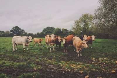 Cows standing on field against sky