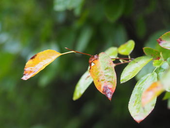 Close-up of leaves on plant during autumn