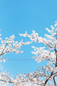 Low angle view of cherry blossom against blue sky