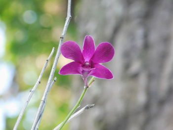 Close-up of pink flower