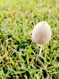 Close-up of mushroom in grass