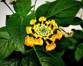 Close-up of yellow flowering plant