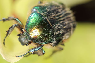 Close-up of insect