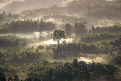 Scenic view of forest against sky