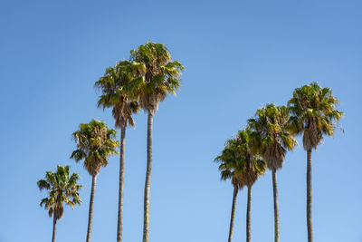 Low angle view of coconut palm tree against clear blue sky