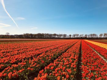 Red flowering plants on field against sky