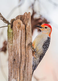 Close-up of bird perching on tree