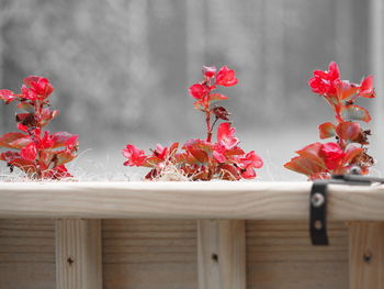 Close-up of red flowers