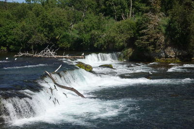 Scenic view of waterfall in forest