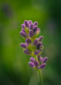 Close-up of purple flowering plant