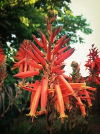 Close-up of red flowers