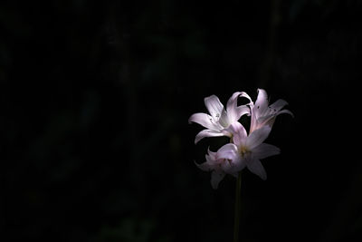 Close-up of white flowering plant against black background