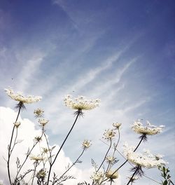 Low angle view of white flowers blooming against sky