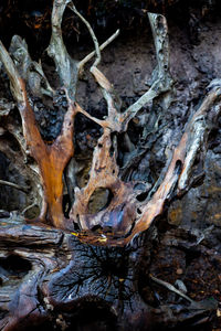 Close-up of driftwood on tree trunk