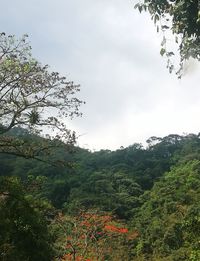 Low angle view of trees and plants against sky