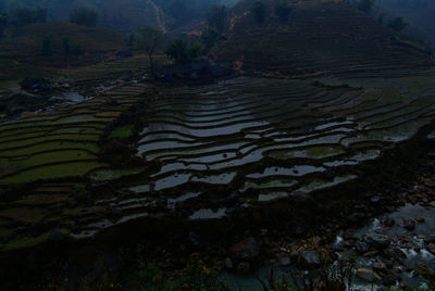 High angle view of rice field