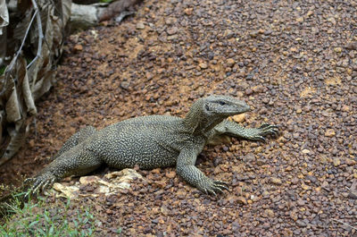 A monitor lizard came out of the hiding place