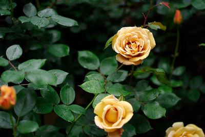 Close-up of red rose