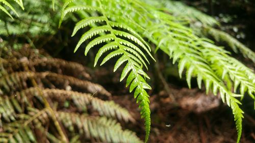 Close-up of fern growing on tree