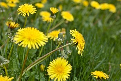 Close-up of yellow dandelion on field