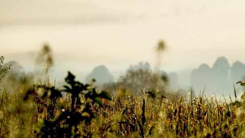 Close-up of plants against sky