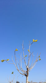 Low angle view of trees against clear blue sky