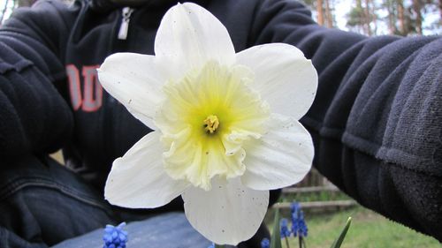 Close-up of flower blooming outdoors