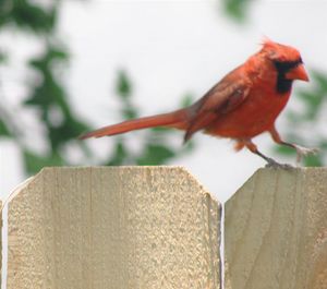 Close-up of bird perching outdoors