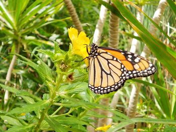 Close-up of butterfly on flower