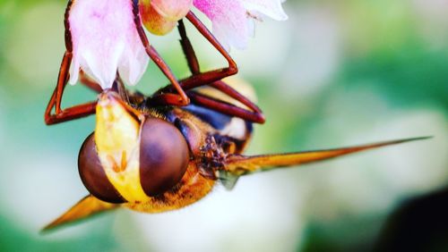 Close-up of insect on flower against blurred background