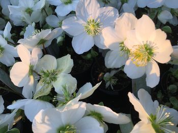 Close-up of flowers blooming outdoors