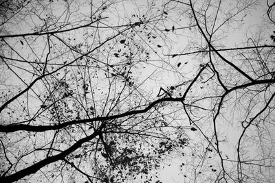 Low angle view of bare tree against sky