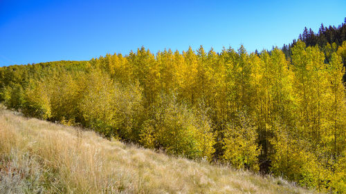 Scenic view of trees in forest against clear sky