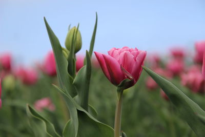 Close-up of pink flowering plants against sky