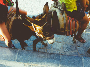 People sitting on donkeys on footpath in town