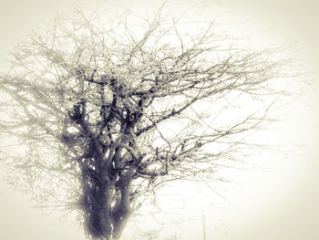 Low angle view of bare trees against sky